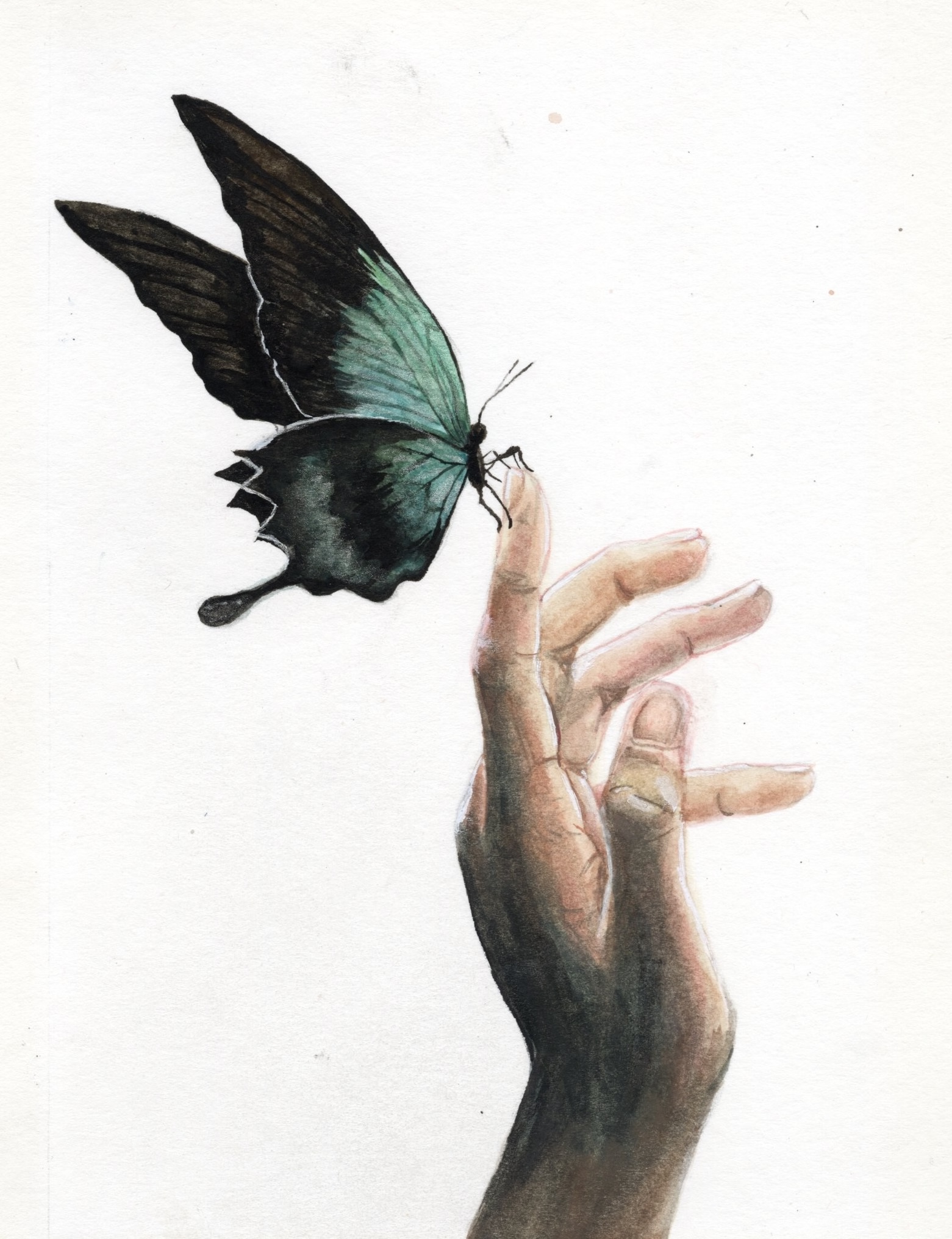 Watercolor butterfly by Haley Goetting