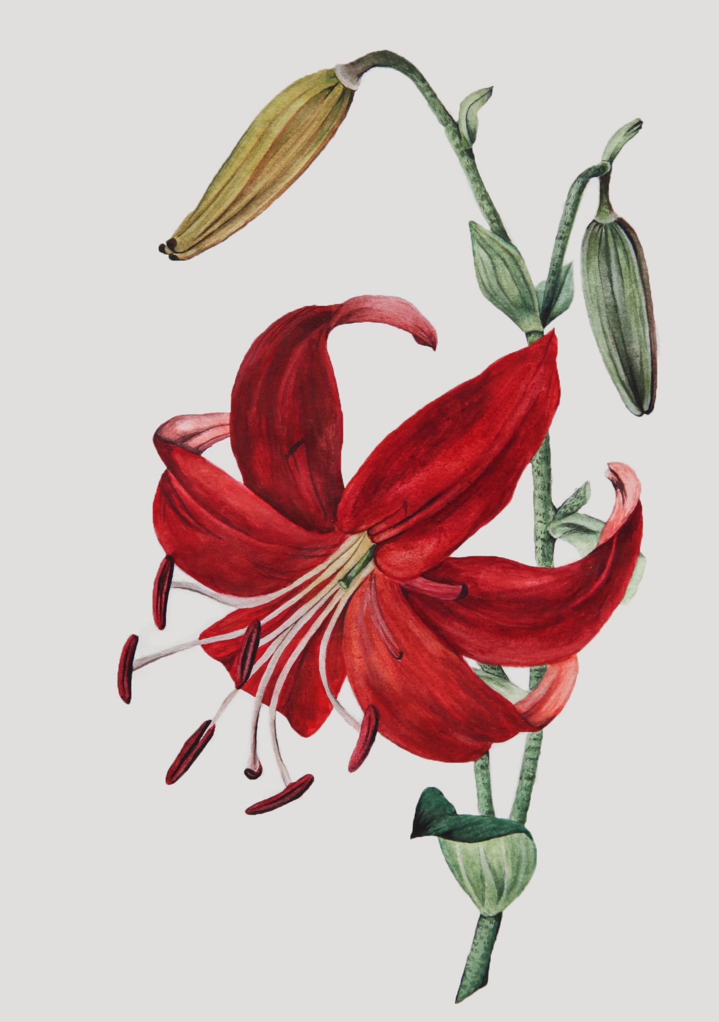 Watercolor lily by Haley Goetting