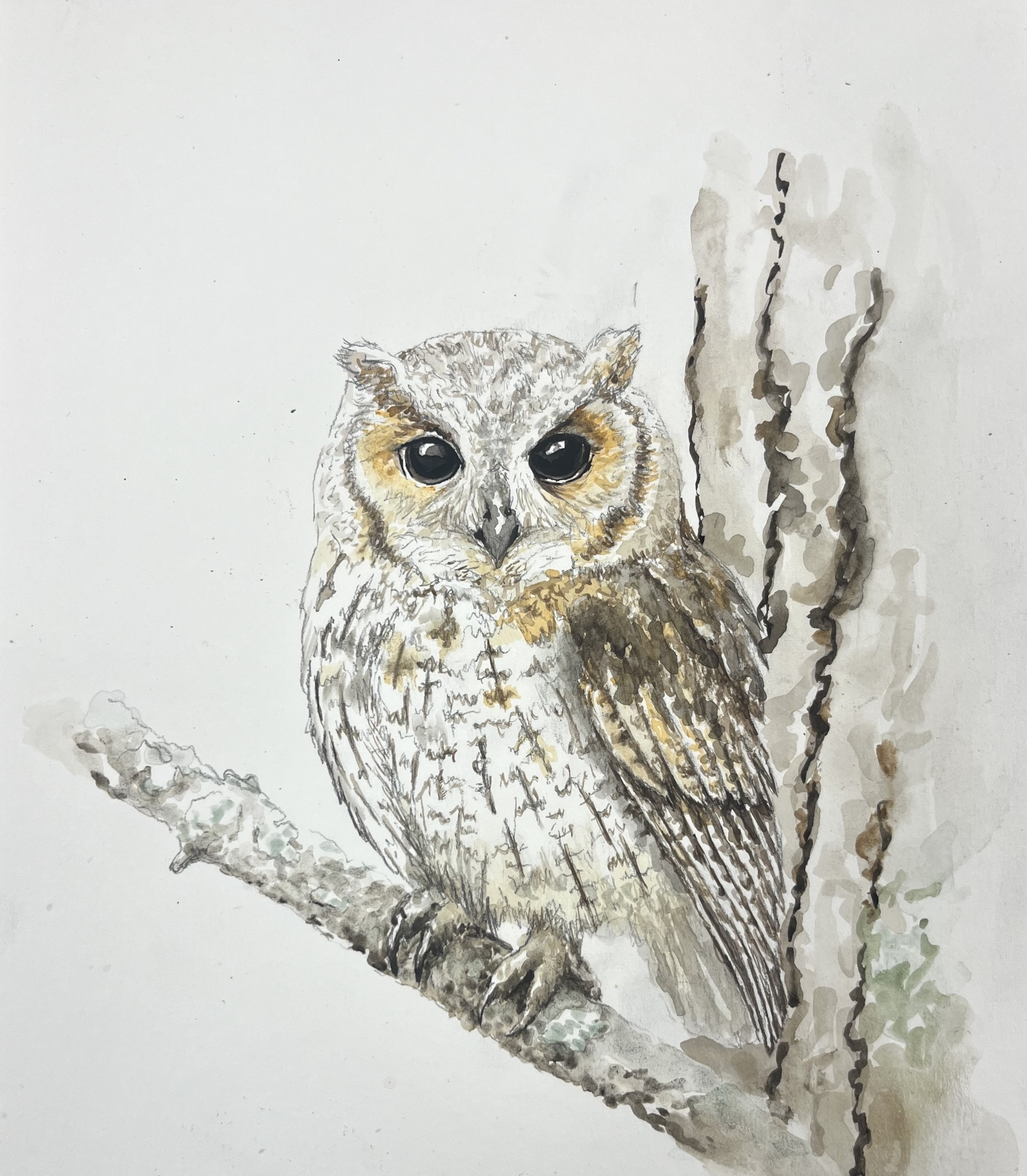 Watercolor owl by Haley Goetting